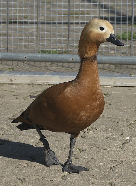 人后